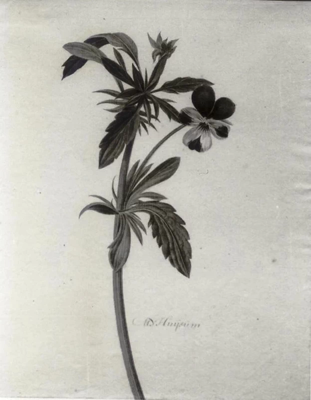 Studio di una viola tricolore